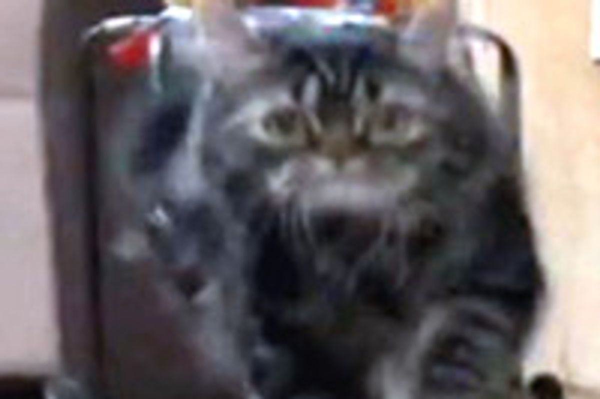 Flipper the Cat Runs in His New Cart