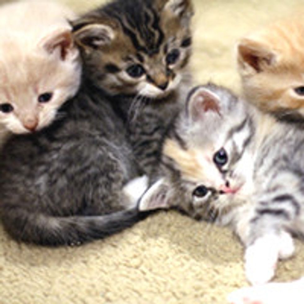 Fuzzy Foster Kids Experience Home