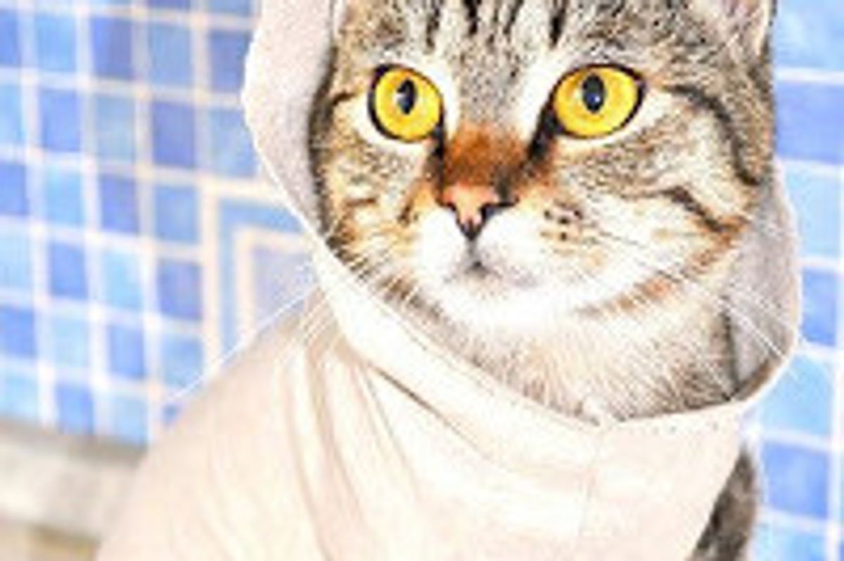 Olly the Cat: Survivor, Fighter