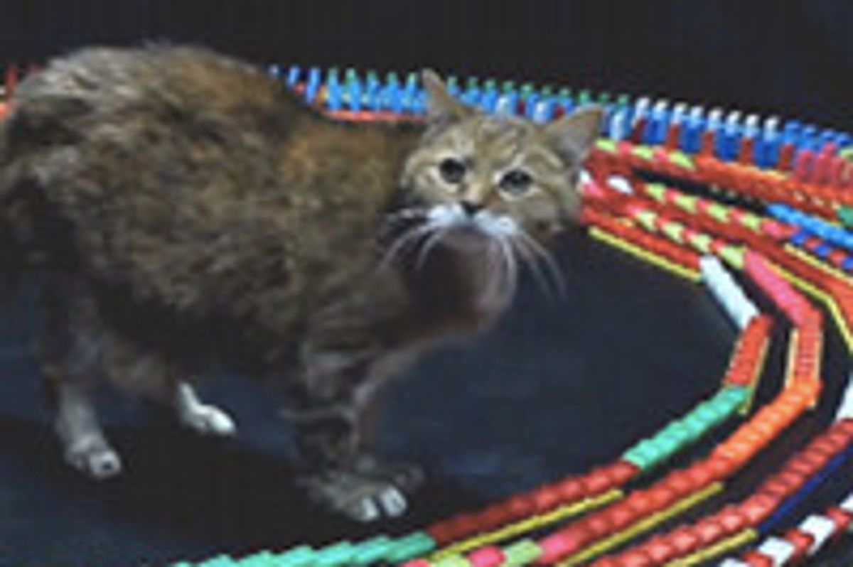 Kitty Mesmerized by Dominoes Falling