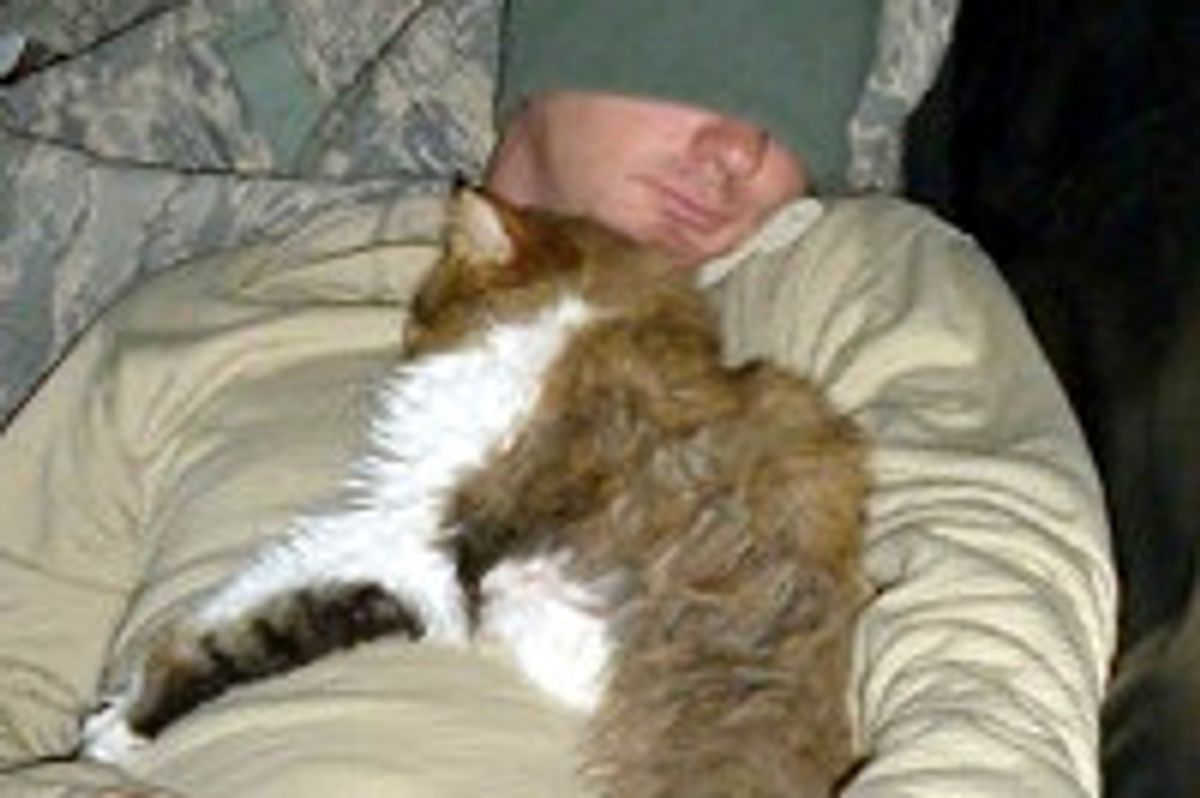 Story Behind the Photo of Kitty Adopted by Soldiers in Kuwait