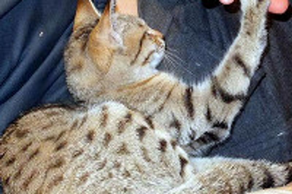 Journey of Rescue Cat from Afghanistan to America