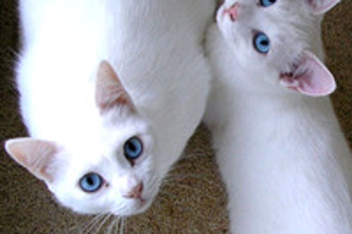 Story of Two Deaf Cats: Mom and Son