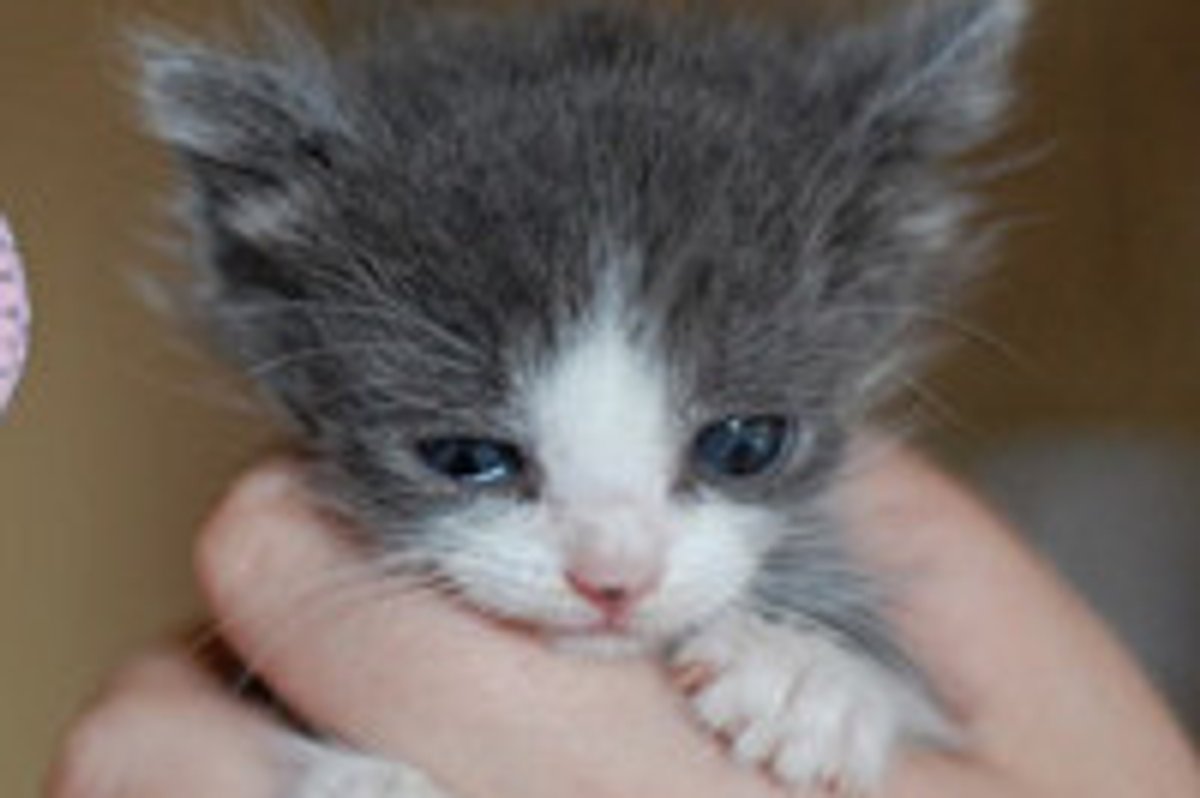 Kisses from Tiny Orphan to Happy Little Angel