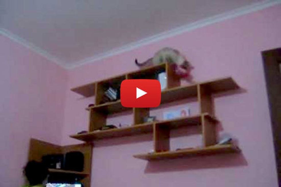 Cat Fetches High