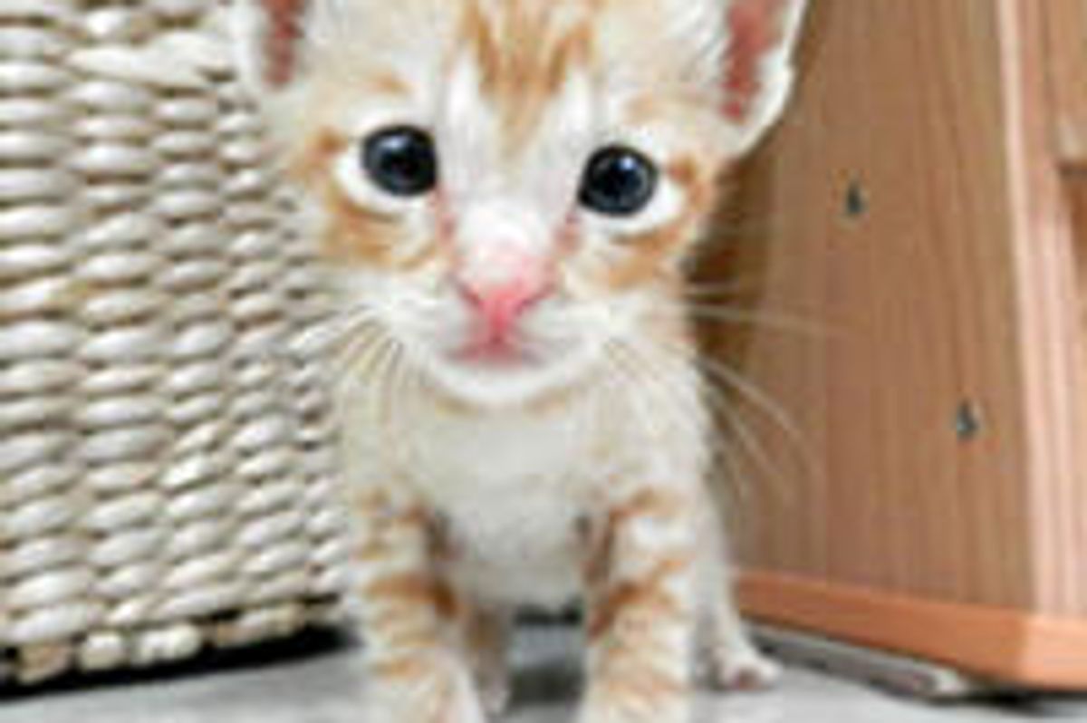 Tiny Ginger Regains Strength and New Life