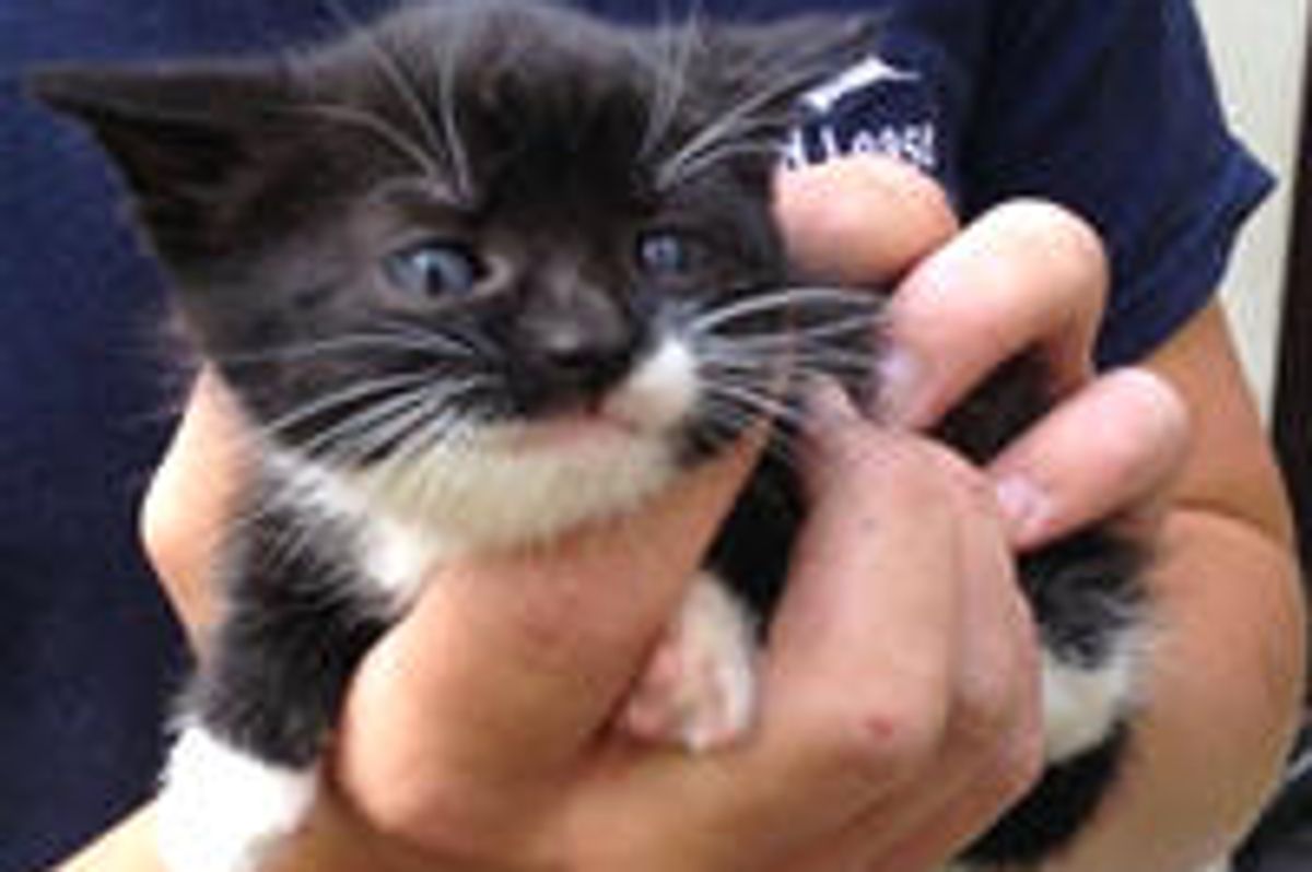 Tiny Tuxedo Kitten Rescued by Good Samaritan