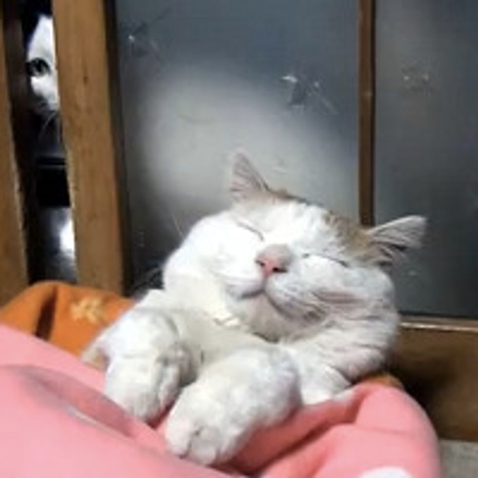 Master Shiro Sleeps in a Basket