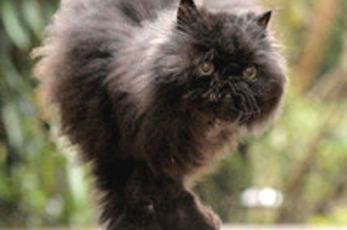 Caffrey the Amazing Two-legged Cat