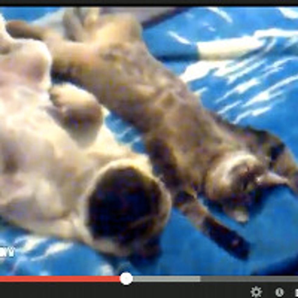 Cat and Pug Relaxing