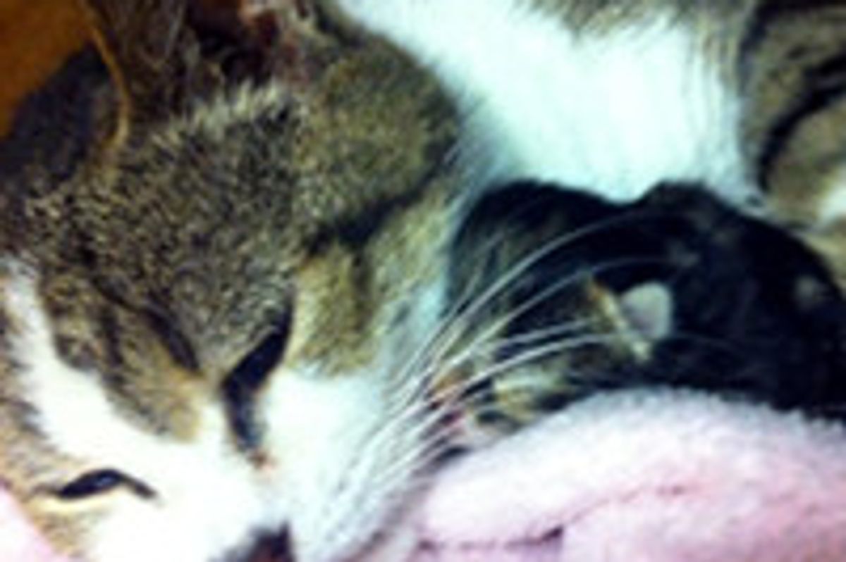 Cat Mom Gives Birth to Her Only Kitten