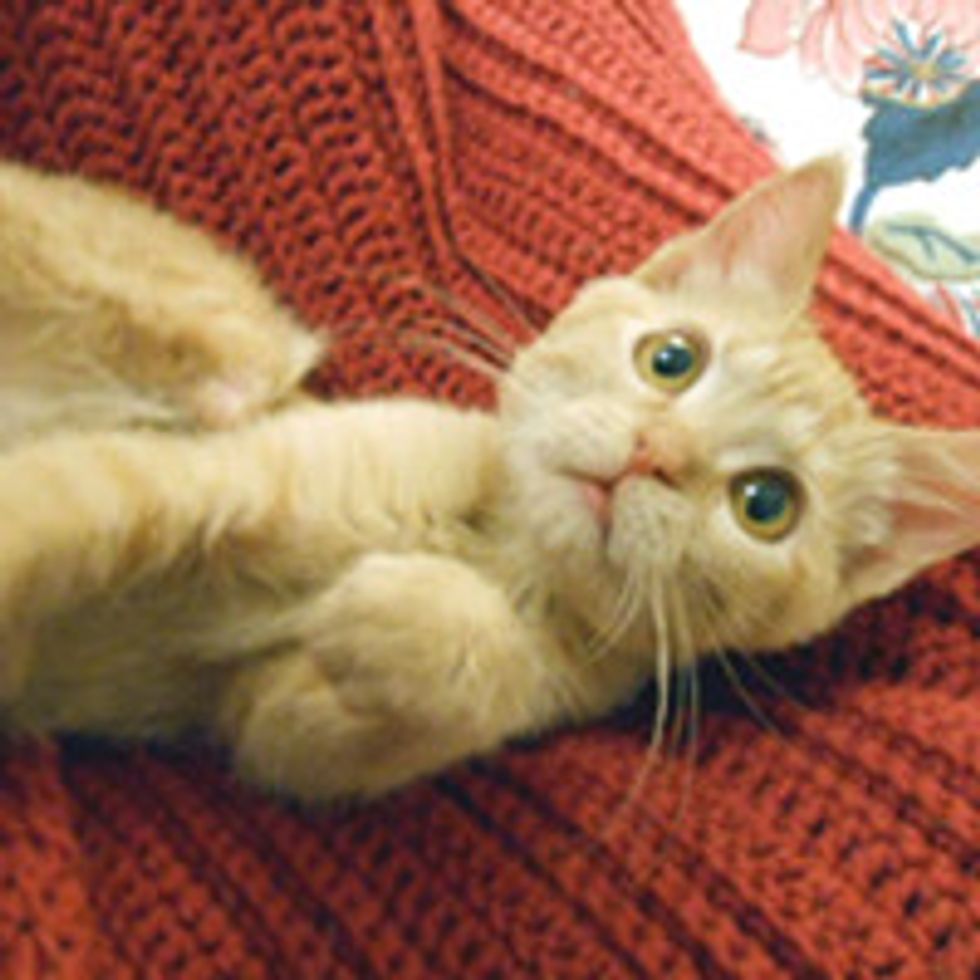 Wonder Ginger Girl Born Missing Bottom Half of Rear Legs