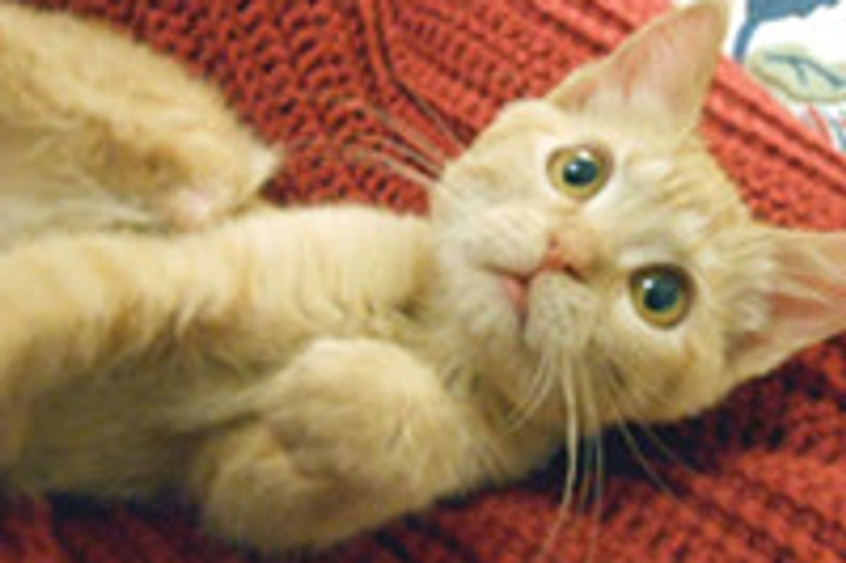 Wonder Ginger Girl Born Missing Bottom Half of Rear Legs