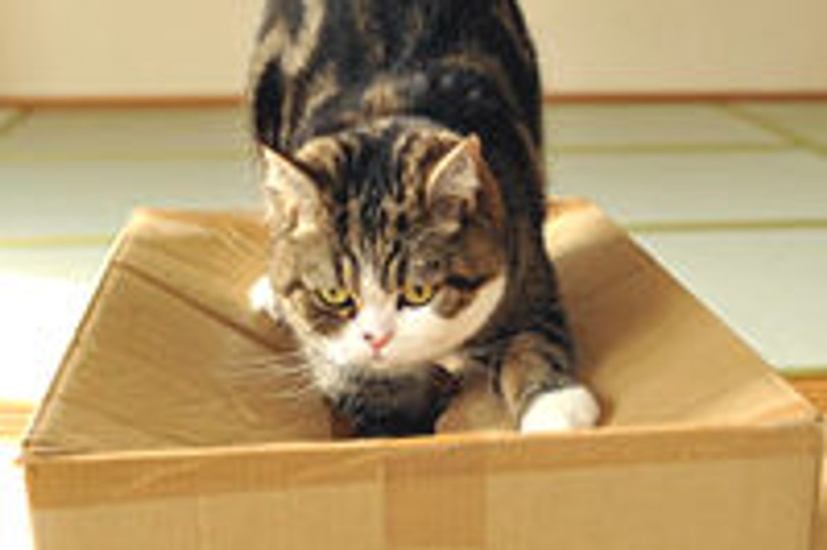 Determined Maru Tries to Get into Box