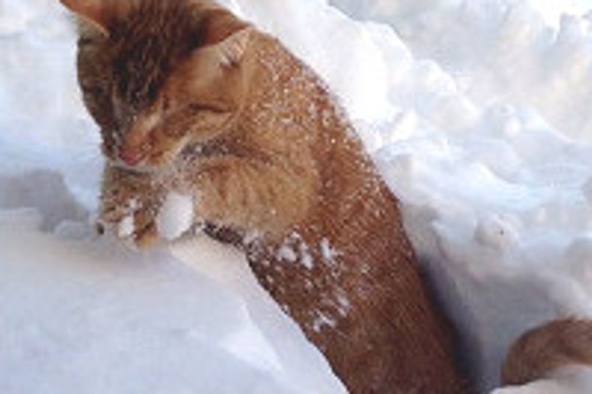 Blind Cat Defies All Odds, Journey to Recovery and Happy Life