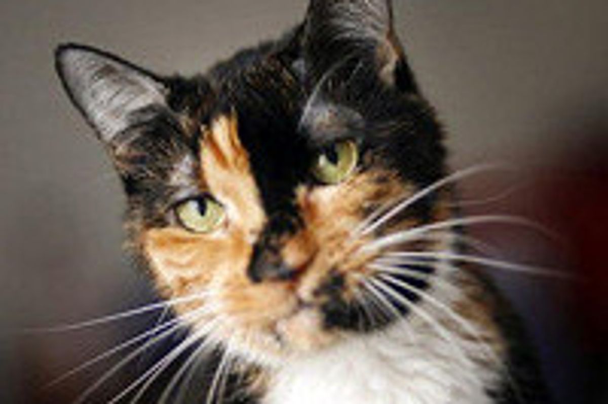 Cat Travels 190 Miles to Reunite With Family