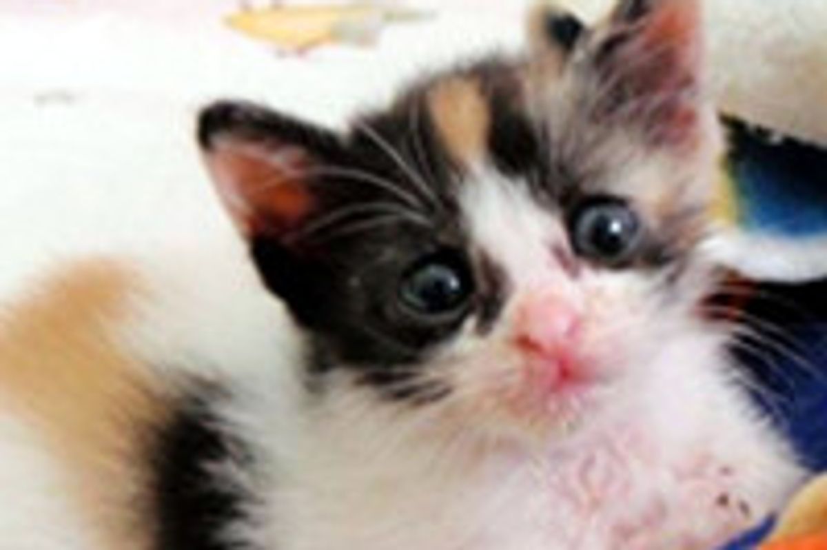 Woman Runs 30 Minutes Through Traffic to Save Kitten