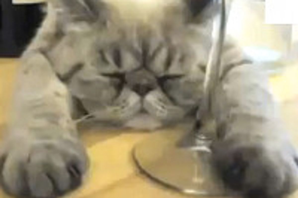 How Single Cats Are Spending Valentine's Day