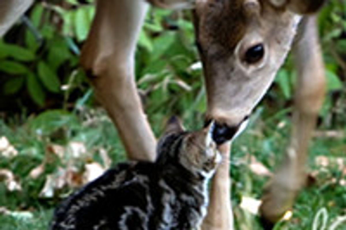 Cat Befriends Two Deer: Interspecies Love