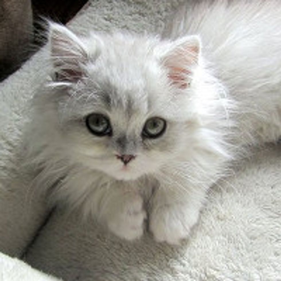 Furry Heart Stealer