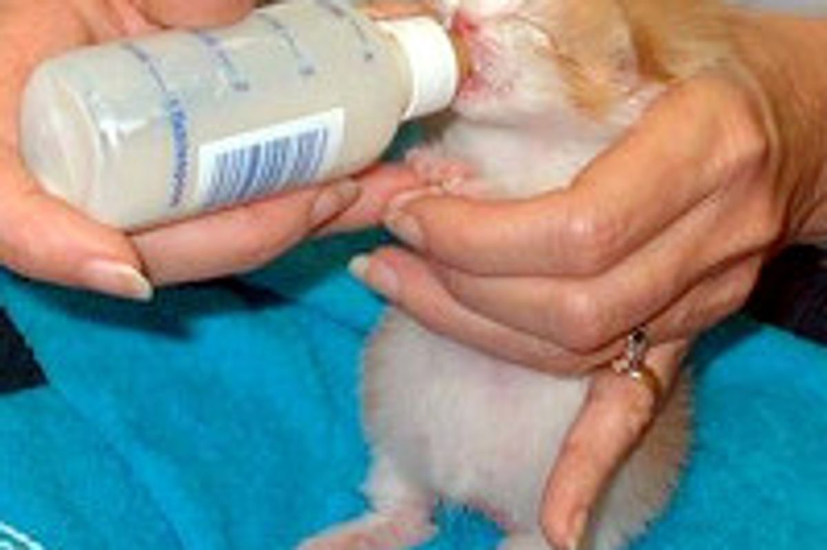 Tiny 10-day-old Kitten Rescued from Garbage Can