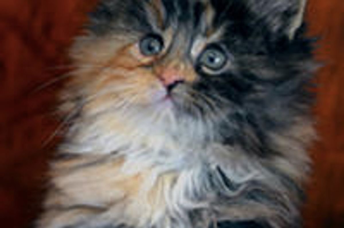 Itty Bitty Fluffy Foster