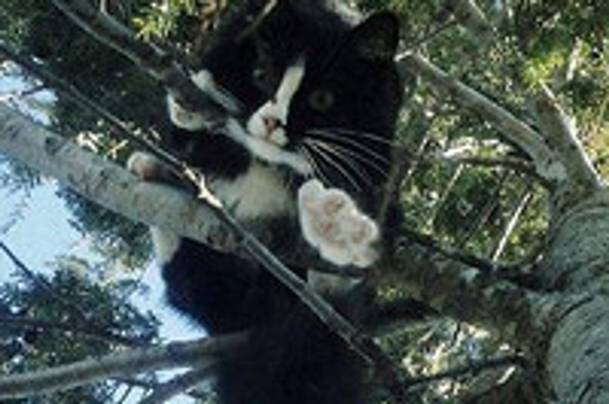 Cat Stuck in Tree for 3 Days Saved and Reunited with Family