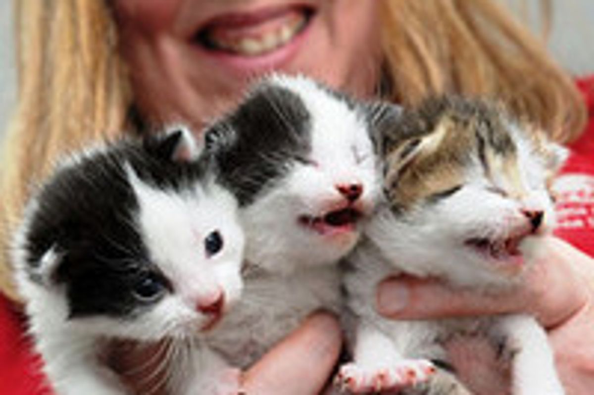 Stray Cat Mama Gives Birth Seconds After Arriving in Hull RSPCA