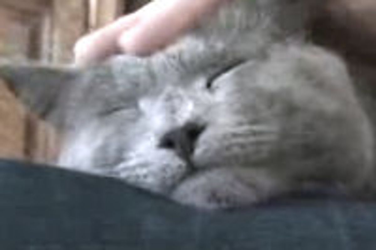 The Story of the Lucky Street Cat called Grizzy