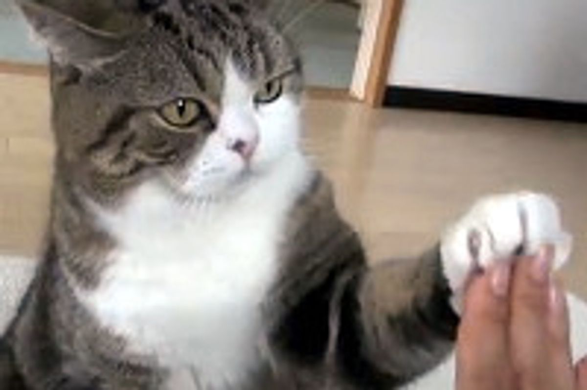 Maru Uses His Cute Fluffy Paws