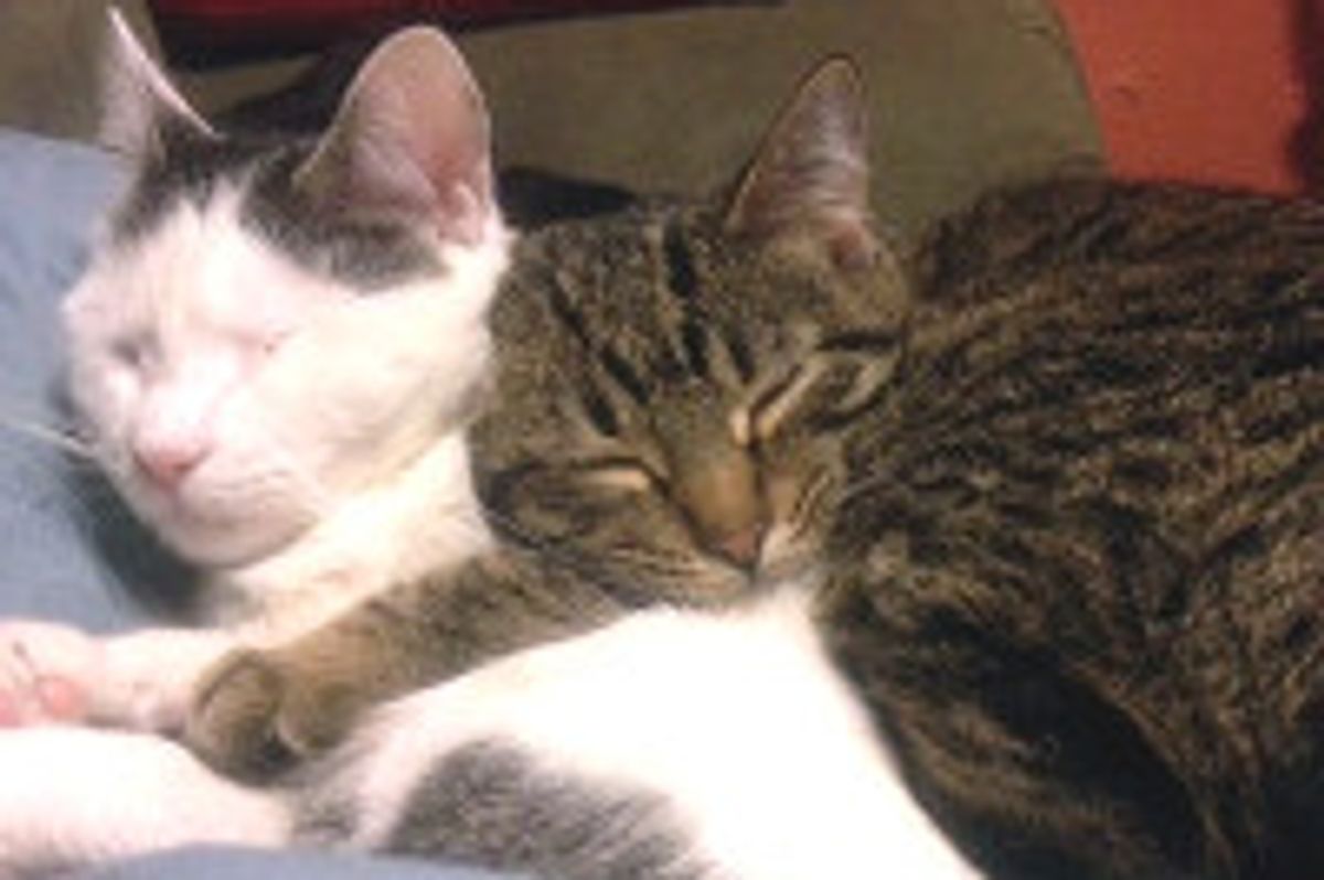 Cat Rescued From Truck's Engine Has Happy Ending