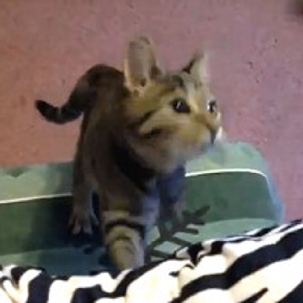 Poppy the 3-legged Rescue Cat Inspires with Her Story