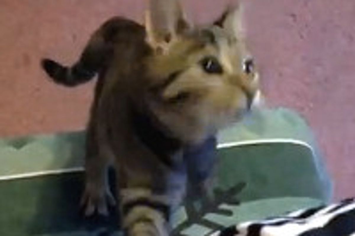 Poppy the 3-legged Rescue Cat Inspires with Her Story