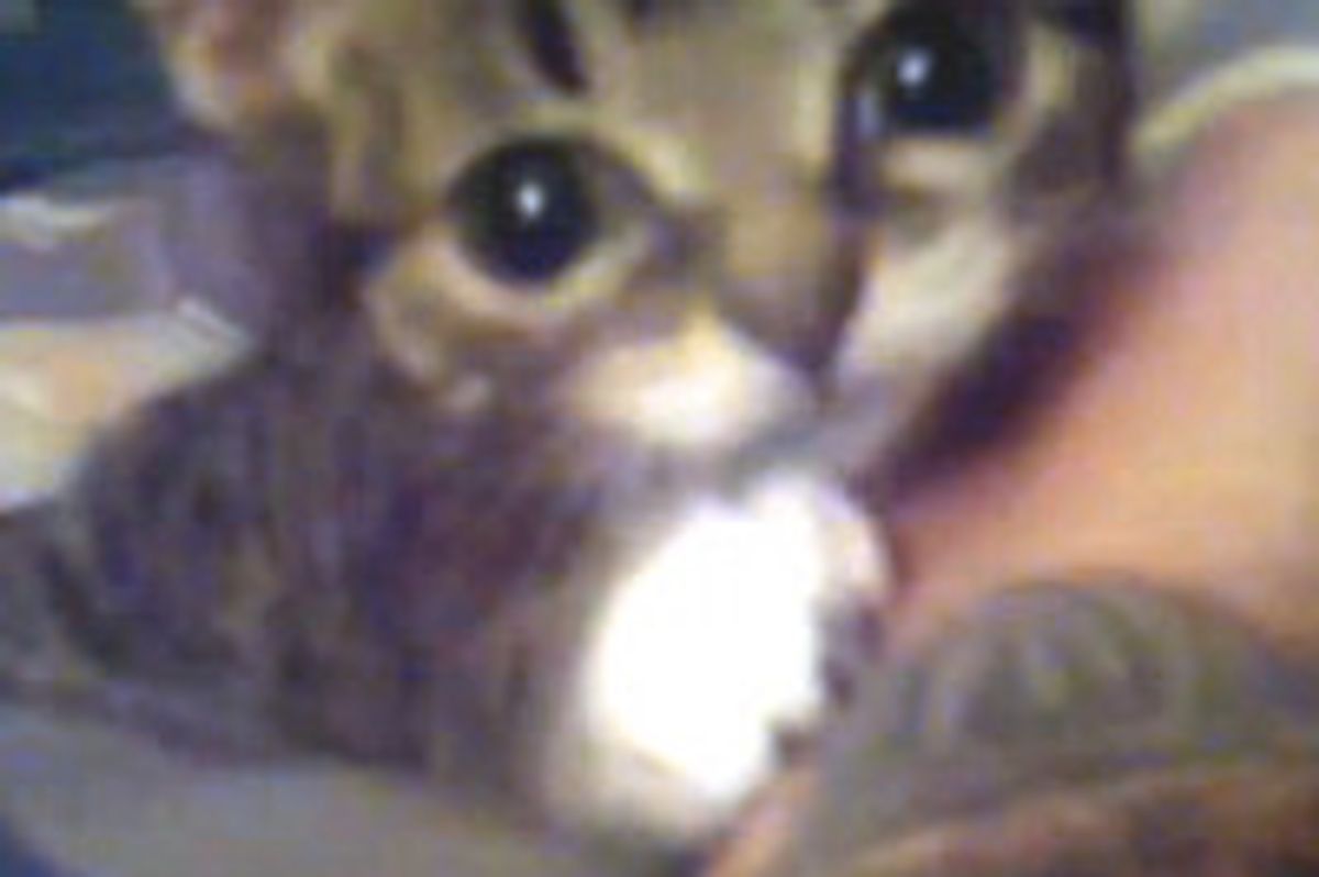 Lil Lil BUB - BUB as a Kitten.