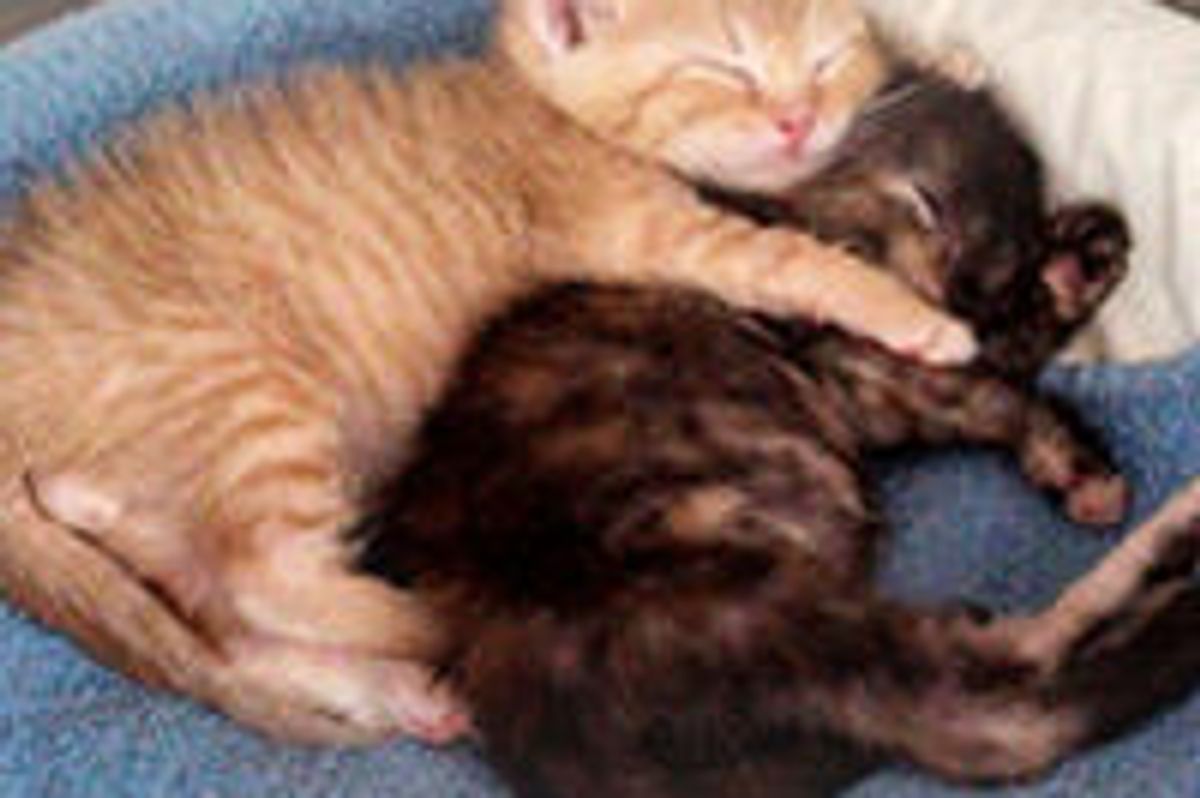 Newborn Rescues from Hopelessness to Happiness