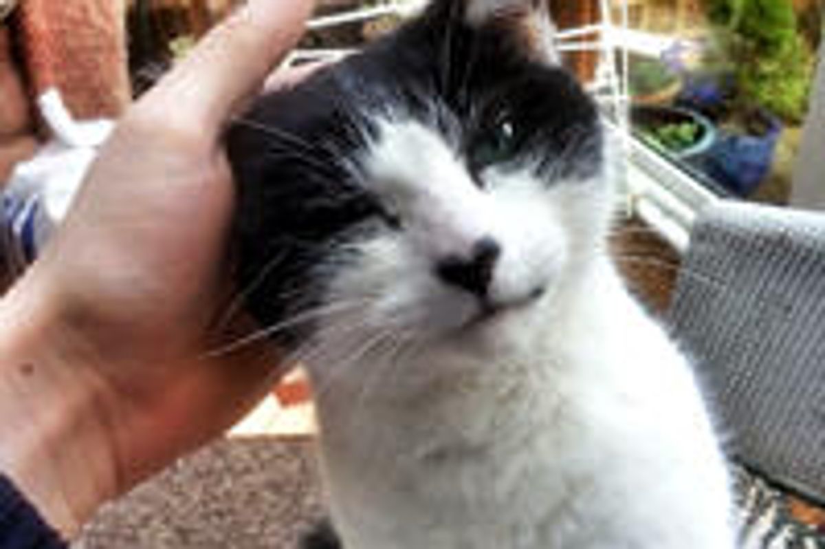 Cat with Heart-shaped Nose
