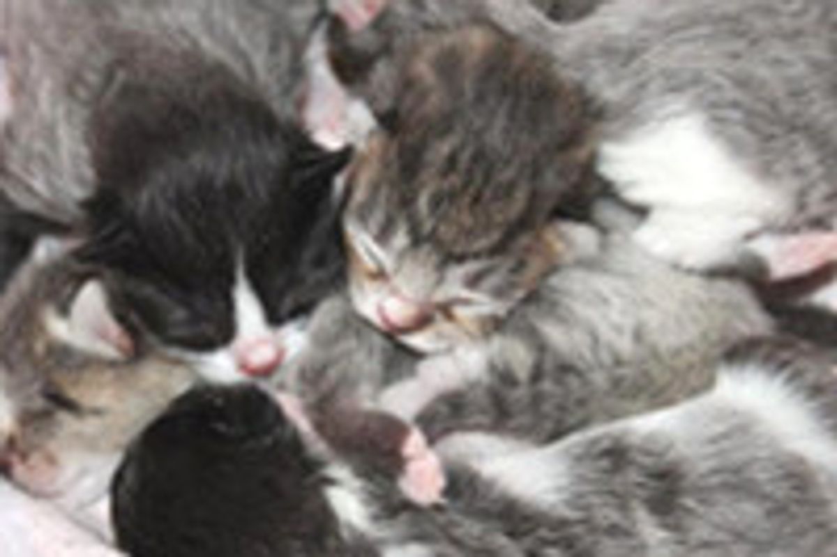 Cat Mama Plus 5 Journey to Forever Homes