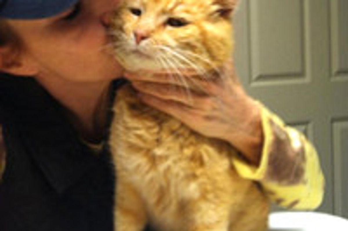 12+ Year Old Stray Cat Comes to PurrEver Ranch for Help