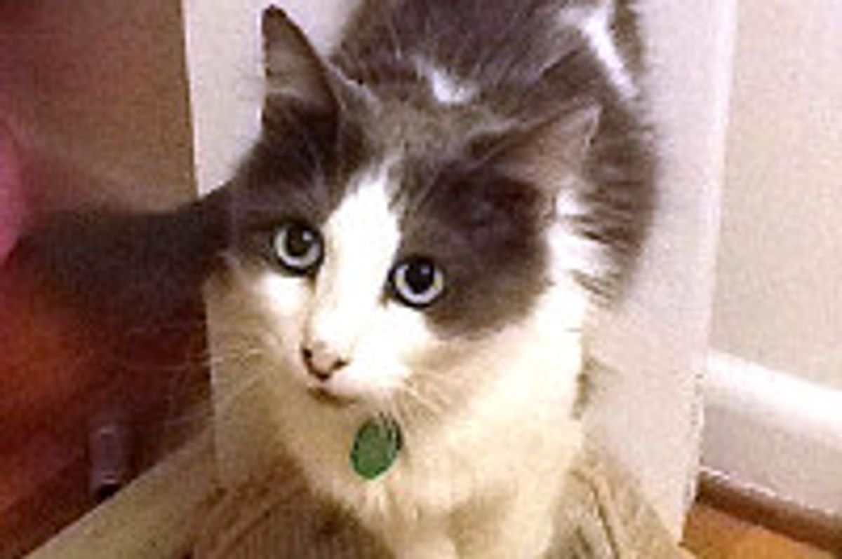 Milagra the Miracle Cat Lost in Fire Returns