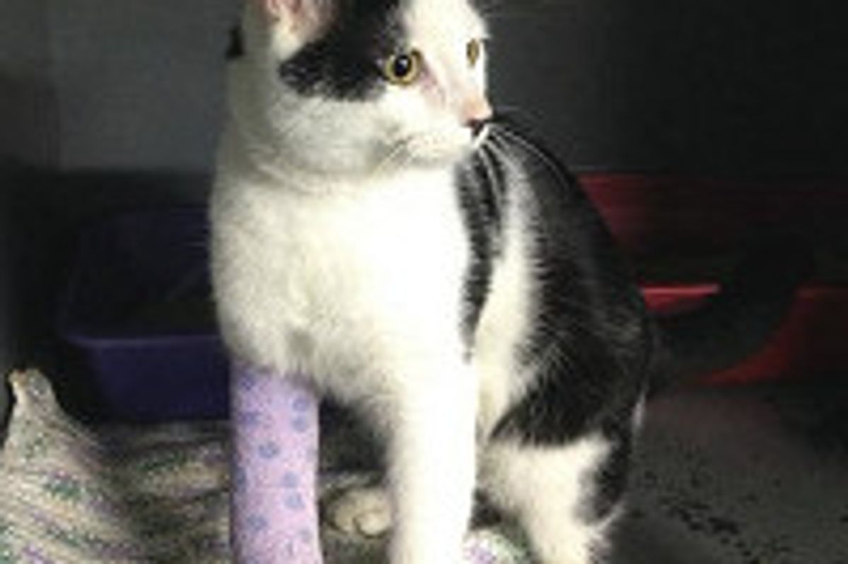 Cat Survived Hit & Run Car: Journey to Full Recovery