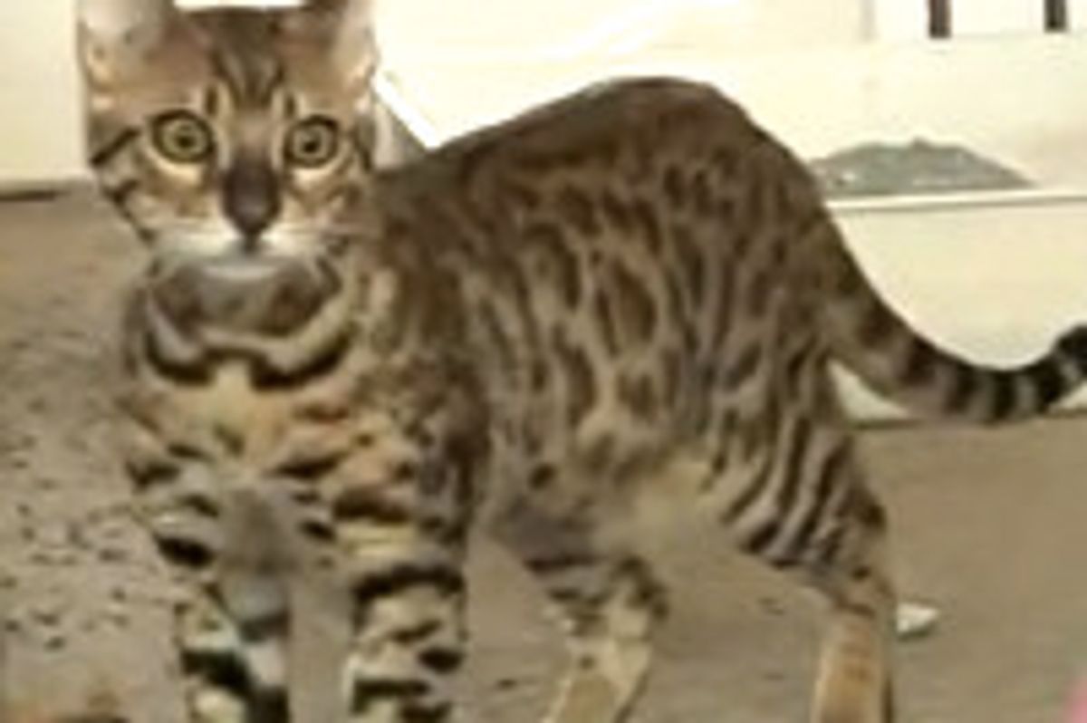 Rescue Bengal Kitten Introduction to Adult Cats