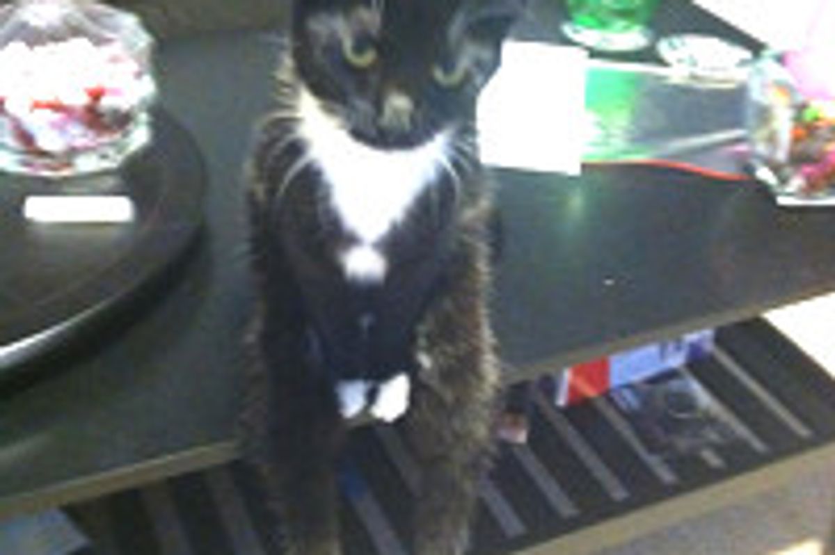 Kitty Sits Like a Person