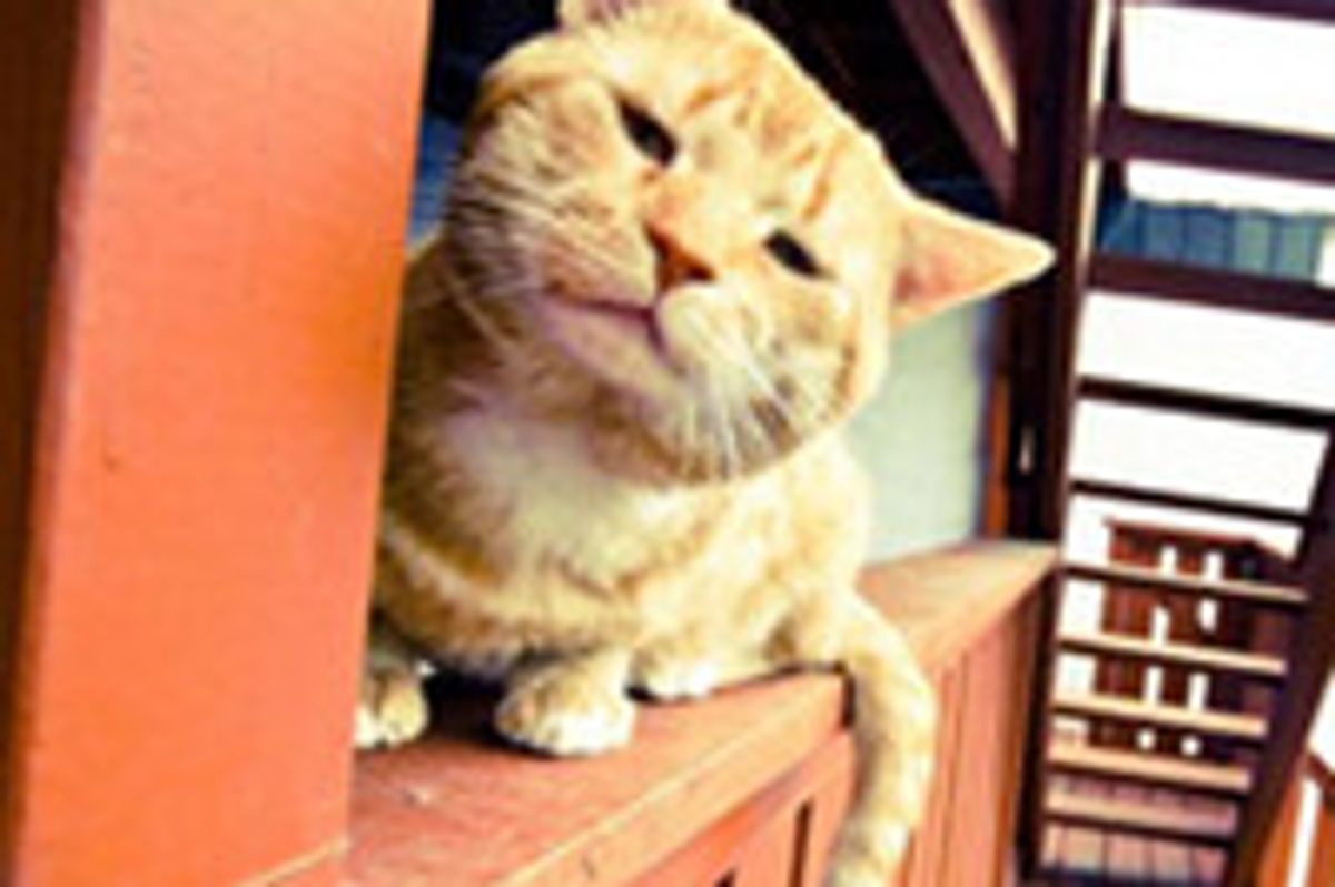 "A Neighbor Didn't Want This Handsome Fellow... He's My Bestie Now!"