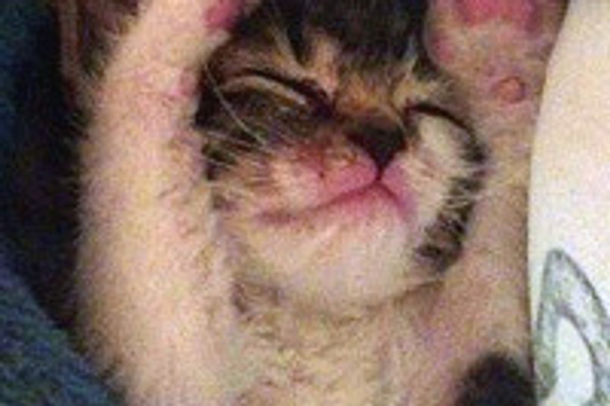 Lucky the Kitty Saved from Recycling Truck's Crusher, All Grown Up