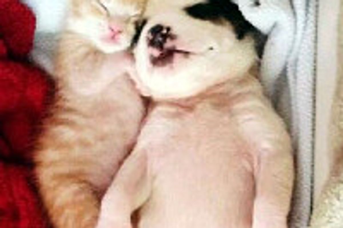 Orphan Kitten and Puppy Become Best Inseparable Friends