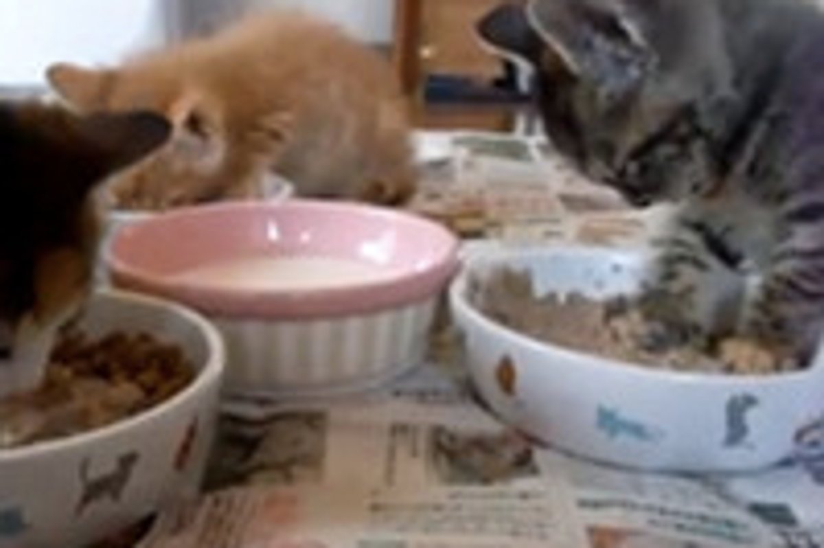Kitten Falls Asleep While Eating