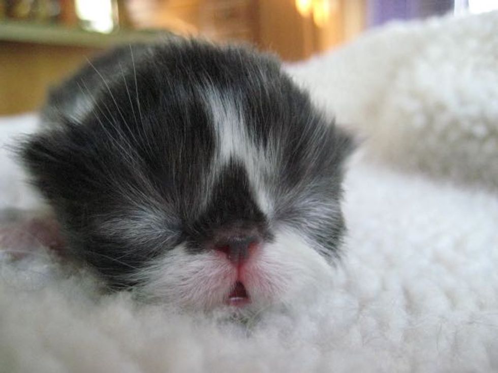 Mustache Kitty, Growing Up