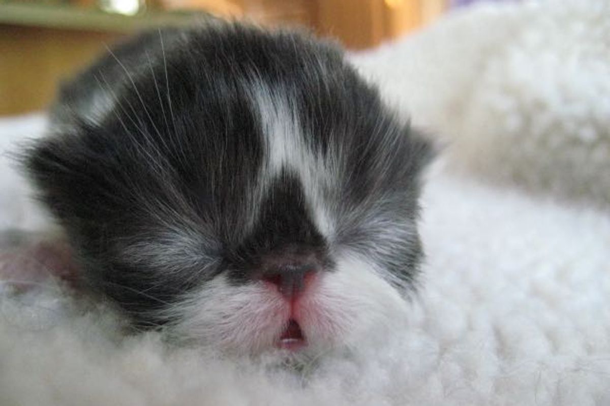Mustache Kitty, Growing Up