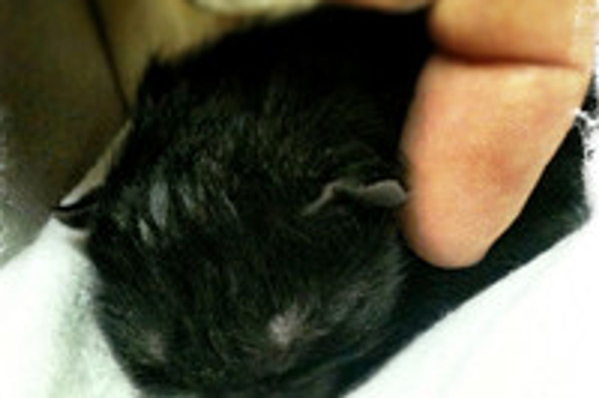 Hour-Old Rescue Kitten Gets a Second Chance