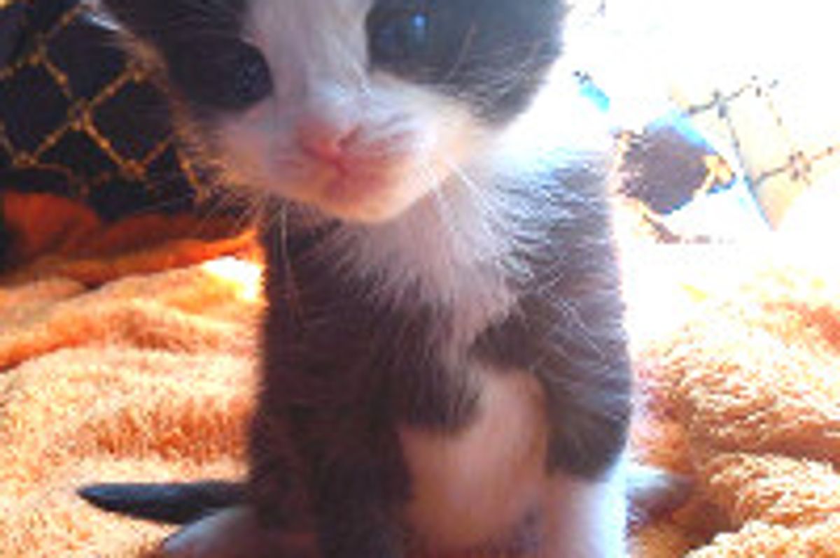 He's the Runt, But First To Venture From His Litter